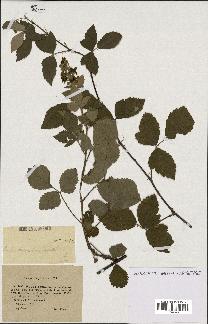 spécimen de Rubus tomentosus