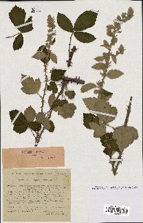 spécimen de Rubus tomentosus
