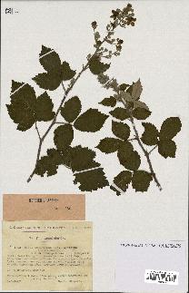 spécimen de Rubus tomentosus