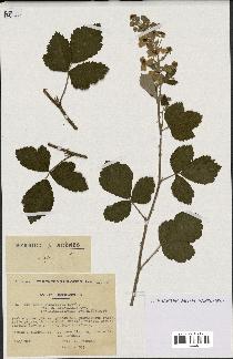 spécimen de Rubus tomentosus