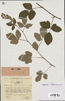 spécimen de Rubus tomentosus