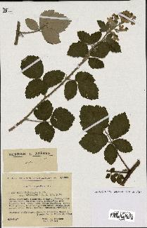spécimen de Rubus tomentosus