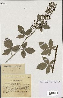 spécimen de Rubus tomentosus