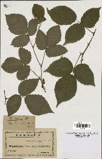 spécimen de Rubus serpens