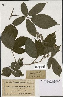 spécimen de Rubus serpens