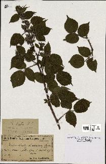 spécimen de Rubus hirtus