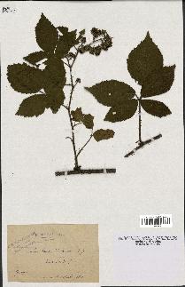 spécimen de Rubus hirtus