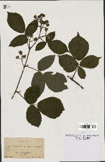 spécimen de Rubus hirtus