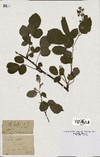 spécimen de Rubus hirtus