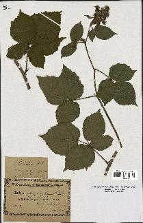 spécimen de Rubus hirtus