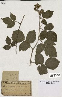 spécimen de Rubus hirtus