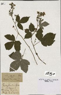 spécimen de Rubus deltoideus