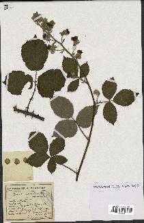 spécimen de Rubus lemaitrei