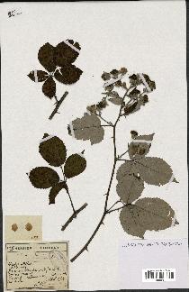 spécimen de Rubus lemaitrei