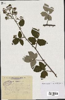 spécimen de Rubus ulmifolius