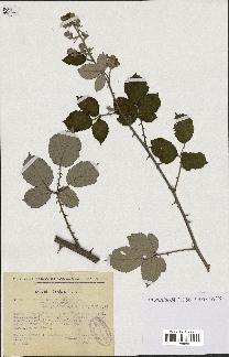 spécimen de Rubus ulmifolius