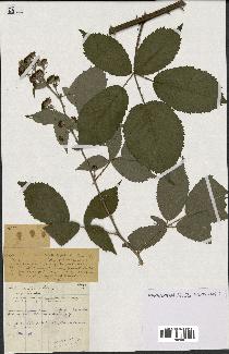 spécimen de Rubus ulmifolius