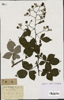 spécimen de Rubus lemaitrei