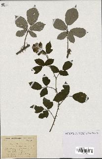 spécimen de Rubus lemaitrei