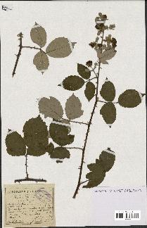spécimen de Rubus lemaitrei