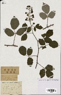 spécimen de Rubus lemaitrei