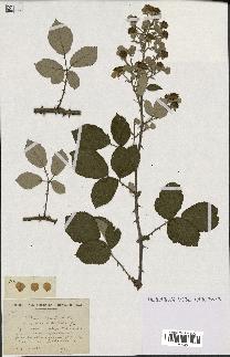 spécimen de Rubus lemaitrei