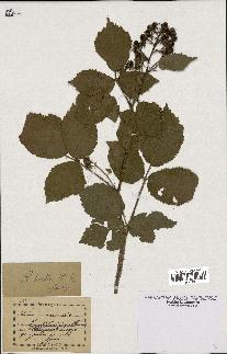 spécimen de Rubus hirtus