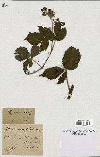 spécimen de Rubus rivularis