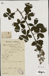 spécimen de Rubus ulmifolius