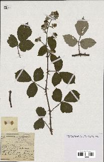 spécimen de Rubus cuneatus