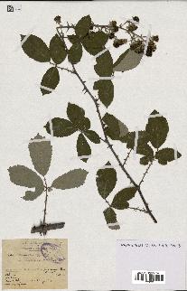 spécimen de Rubus cuneatus