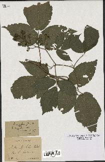 spécimen de Rubus rivularis