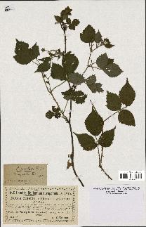 spécimen de Rubus rivularis