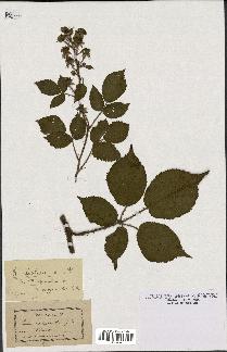 spécimen de Rubus rivularis