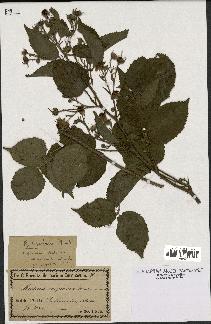 spécimen de Rubus rivularis