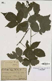 spécimen de Rubus rivularis