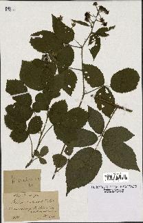 spécimen de Rubus rivularis