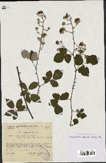 spécimen de Rubus ulmifolius