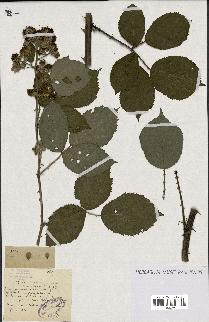 spécimen de Rubus propinquus