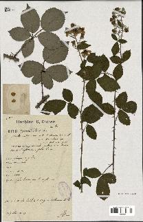 spécimen de Rubus godronii