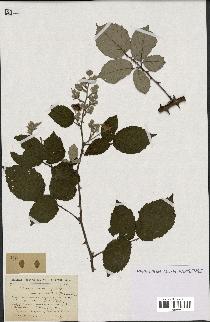 spécimen de Rubus heteromorphus