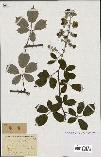 spécimen de Rubus heteromorphus