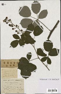 spécimen de Rubus heteromorphus