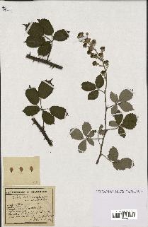 spécimen de Rubus heteromorphus