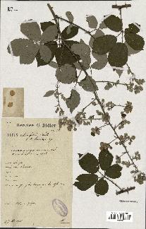 spécimen de Rubus ulmifolius