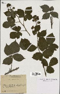 spécimen de Rubus cuspidatus