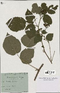 spécimen de Rubus orthacanthus