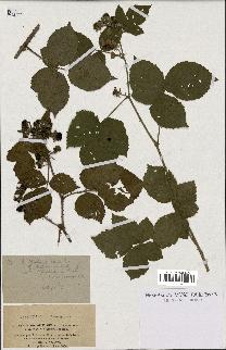 spécimen de Rubus villarsianus