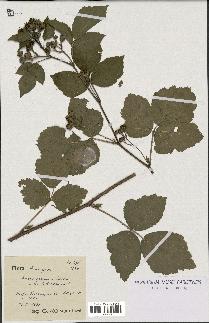 spécimen de Rubus villarsianus