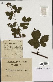 spécimen de Rubus adenoleucus